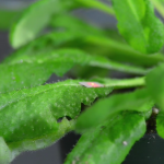 Plants detecting sounds