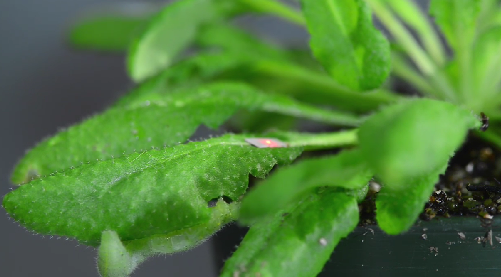 Plants detecting sounds