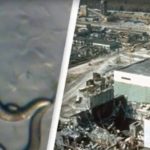 Worms Living Near Chernobyl Nuclear Plant Have Developed a ‘Super Power’