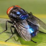 Flies factory boosts efforts to fight man-eater maggot.