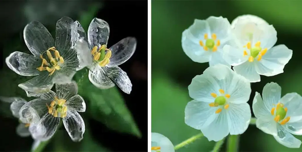 Skeleton Flower