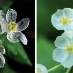 Skeleton Flower