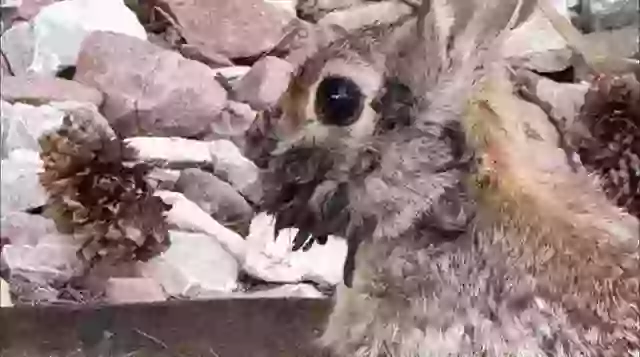 Frankenstein rabbits