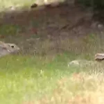 Frankenstein rabbits