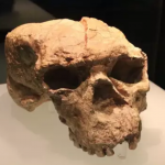 skull