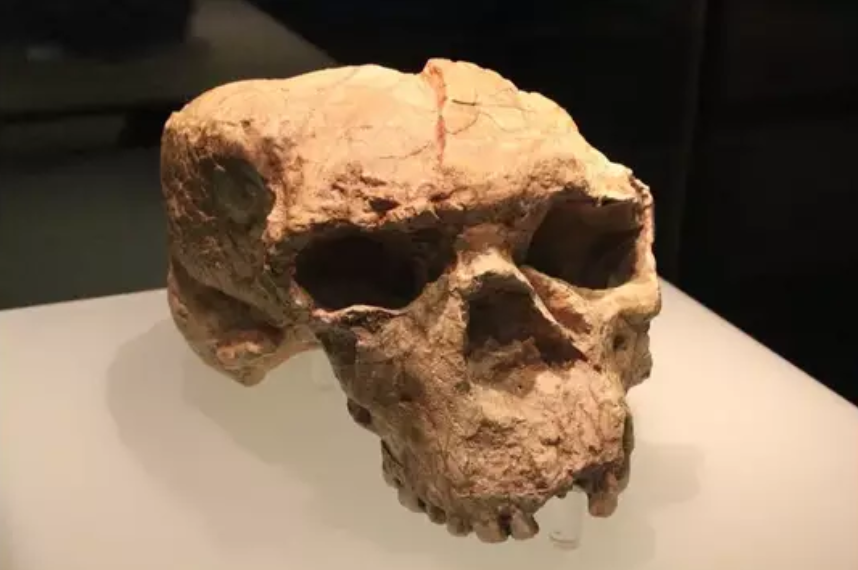 skull